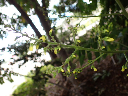 iNaturalist observation photo of Chinese flame tree