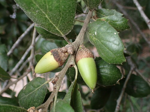 iNaturalist observation photo of coast live oak