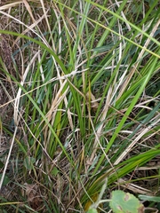 Carex flagellifera