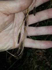 Carex flagellifera