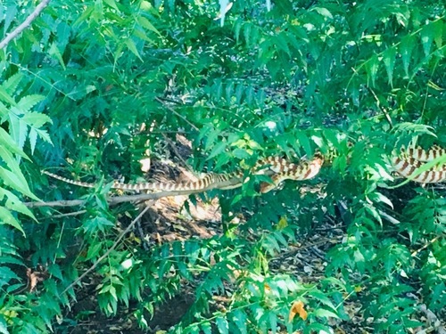 Brown Tree Snake sighting