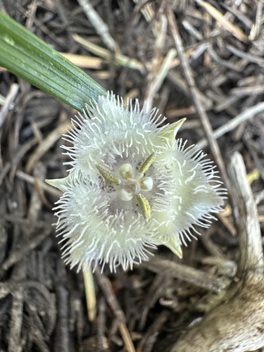 Image of Calochortus coeruleus by (c) Matt Berger, some rights reserved (CC BY)