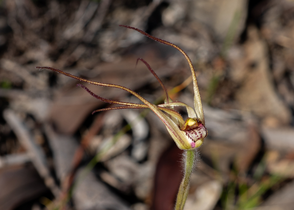 Caladenia fulva