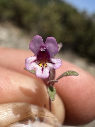 Image of Diplacus jepsonii by (c) Matt Berger, some rights reserved (CC BY)