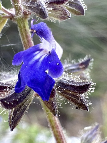 Salvia circinnata, photograph 1