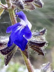 Salvia circinnata, photograph Carlos Martorell, CC BY, iNaturalist via GBIF