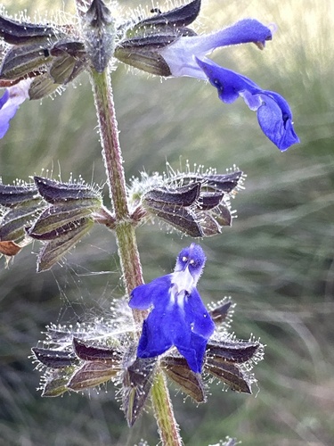 Salvia circinnata, photograph 2
