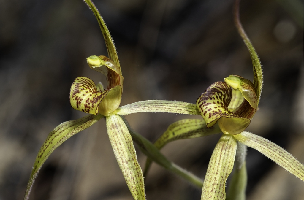 Caladenia audasii
