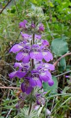 Collinsia tinctoria