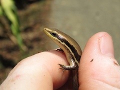 Marisora unimarginata