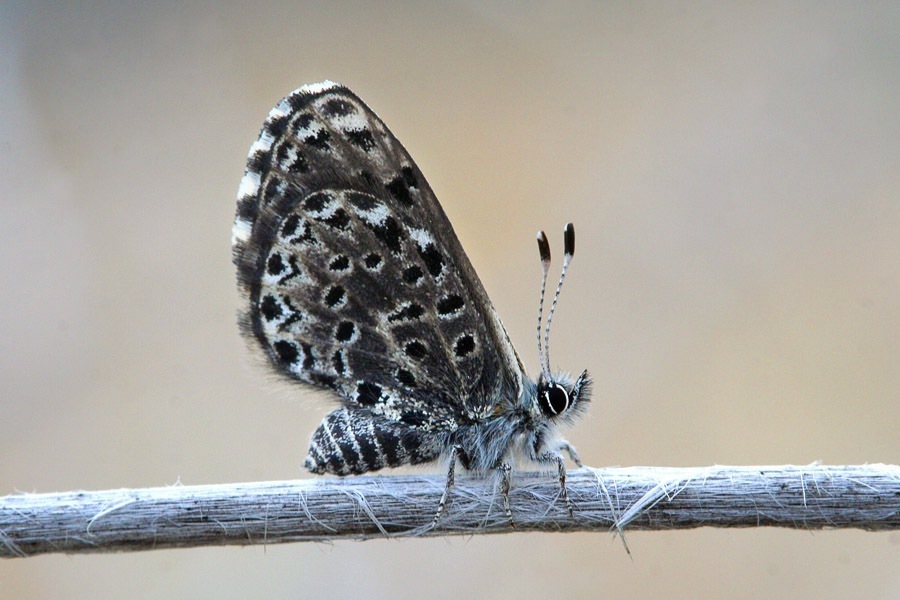 Praephilotes anthracias