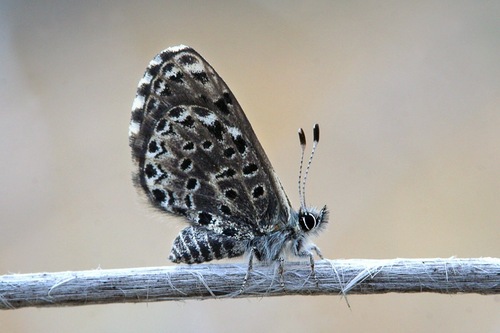 Praephilotes anthracias