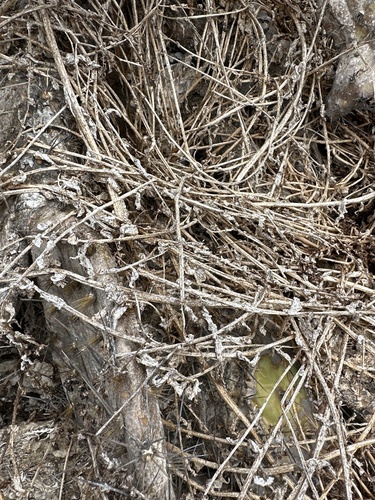 San Diego coastalcreeper (Aphanisma blitoides)