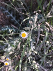 Erigeron pubescens