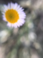 Erigeron pubescens
