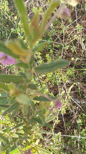 Image of Thomasia petalocalyx by (c) Rosalie Lawrence, some rights reserved (CC BY)