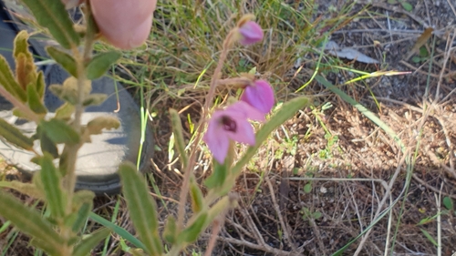 Image of Thomasia petalocalyx by (c) Rosalie Lawrence, some rights reserved (CC BY)