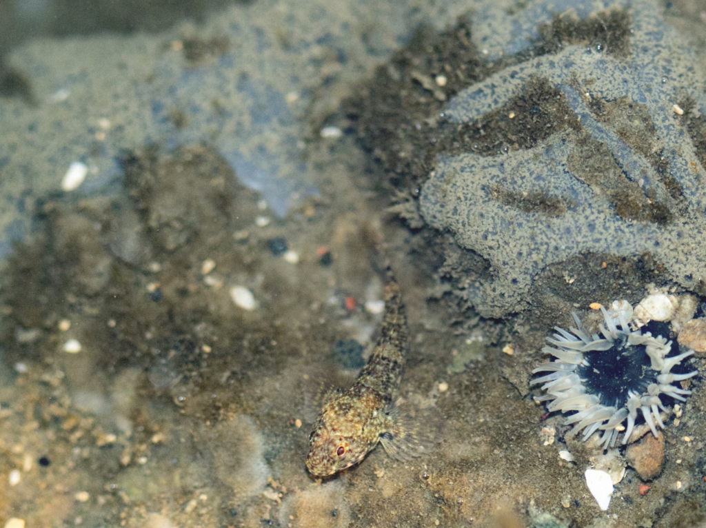 Anjuna Anemone