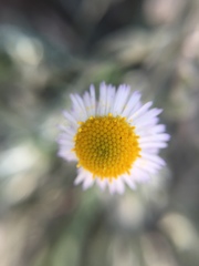 Erigeron pubescens