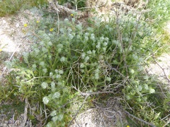 Cryptantha barbigera barbigera