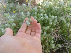 Cryptantha barbigera barbigera