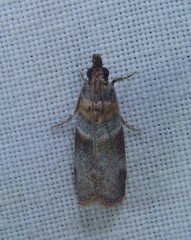 Calguia defiguralis