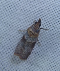 Calguia defiguralis