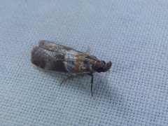 Calguia defiguralis