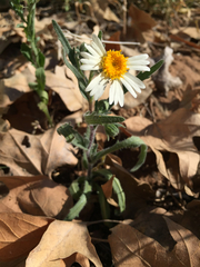 Layia glandulosa