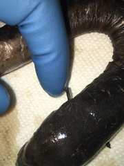 Amphiuma tridactylum