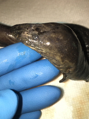 Amphiuma tridactylum
