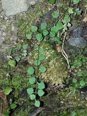 Stellaria parviflora