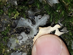 Pseudocyphellaria dissimilis image