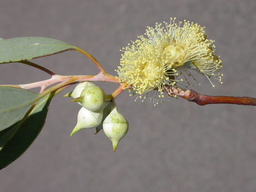 Eucalyptus oxymitra