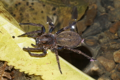 Uliodon albopunctatus