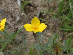Eschscholzia ramosa