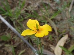 Eschscholzia ramosa