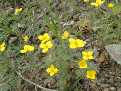Eschscholzia ramosa