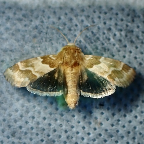 Schinia errans photo 2