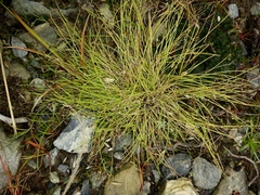 Isolepis sepulcralis