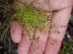 Isolepis sepulcralis