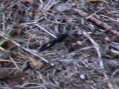 Laeviscolia frontalis