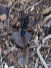 Laeviscolia frontalis