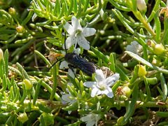 Laeviscolia frontalis