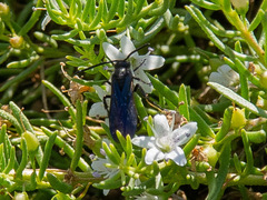 Laeviscolia frontalis