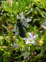 Laeviscolia frontalis