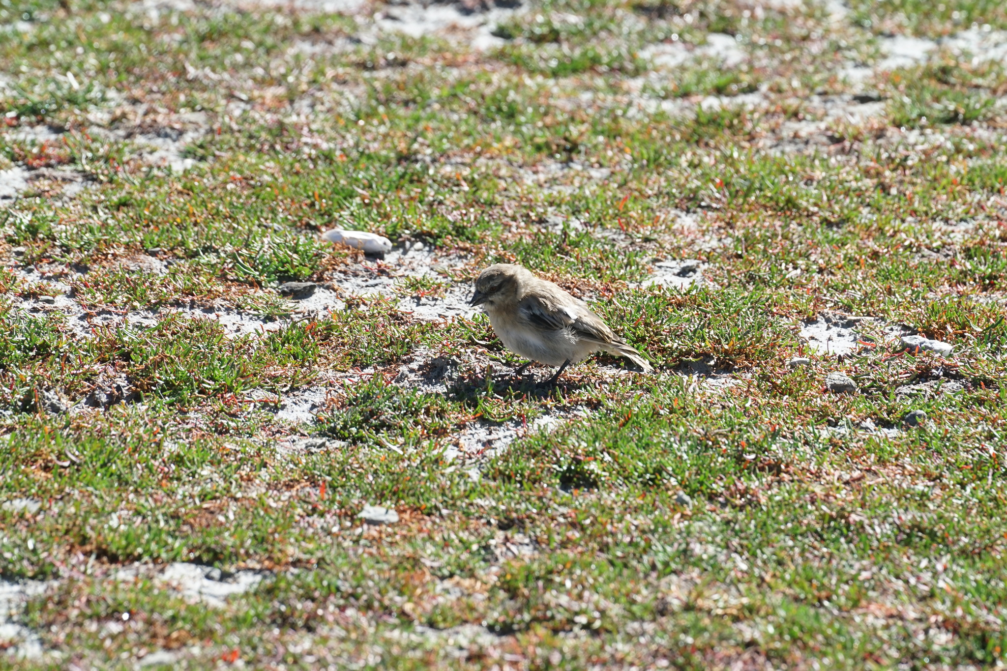 Rufous-necked Snowfinch