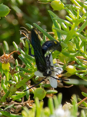 Laeviscolia frontalis