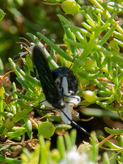 Laeviscolia frontalis