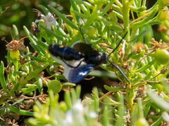 Laeviscolia frontalis